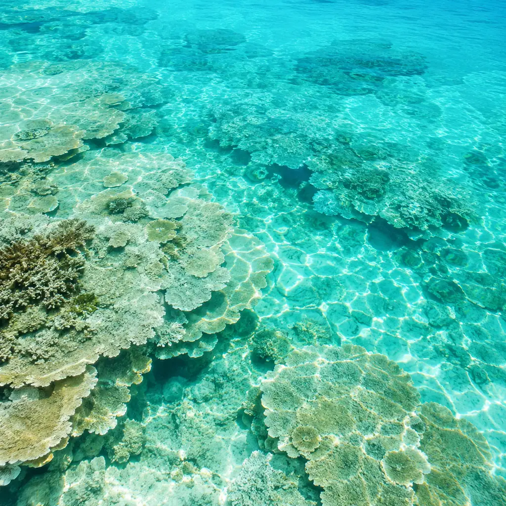 Turning a Coral Reef Into a Glassy Turquoise Wallpaper